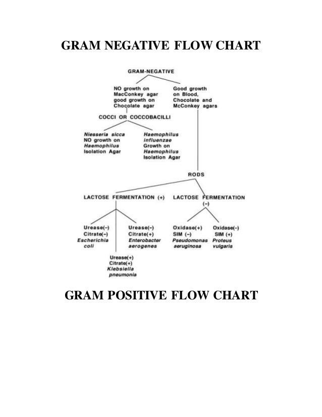 Gram Positive And Gram Negative Flow Chart