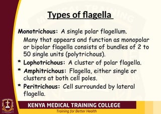 Types of flagella
Monotrichous: A single polar flagellum.
Many that appears and function as monopolar
or bipolar flagella consists of bundles of 2 to
50 single units (polytrichous).
* Lophotrichous: A cluster of polar flagella.
* Amphitrichous: Flagella, either single or
clusters at both cell poles.
* Peritrichous: Cell surrounded by lateral
flagella.
 