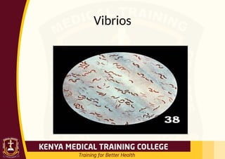 Vibrios
 