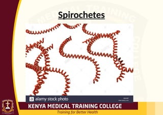 Spirochetes
 