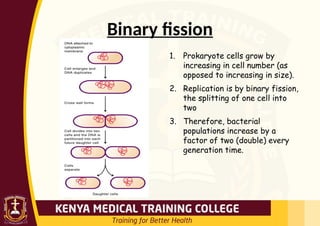 Binary fission
1. Prokaryote cells grow by
increasing in cell number (as
opposed to increasing in size).
2. Replication is by binary fission,
the splitting of one cell into
two
3. Therefore, bacterial
populations increase by a
factor of two (double) every
generation time.
 