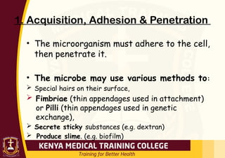 1. Acquisition, Adhesion & Penetration
• The microorganism must adhere to the cell,
then penetrate it.
• The microbe may use various methods to:
 Special hairs on their surface,
 Fimbriae (thin appendages used in attachment)
or Pilli (thin appendages used in genetic
exchange),
 Secrete sticky substances (e.g. dextran)
 Produce slime. (e.g. biofilm)
 