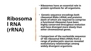 Rna Extraction Ribosomas Microbiology & Infection Prevention.pptx