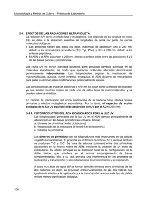 Microbiología y Medios de Cultivo – Práctica de Laboratorio 
106 
5.4. EFECTOS DE LAS RADIACIONES ULTRAVIOLETA. 
La radiación UV tiene un efecto letal y mutagénico, que depende de su longitud de onda. Ello se debe a la absorción selectiva de longitudes de onda por parte de ciertas moléculas biológicas: 
 Las proteínas tienen dos picos (es decir, máximos) de absorción: uno a 280 nm, debido a los aminoácidos aromáticos (Trp, Tyr, Phe), y otro a 230 nm, debido a los enlaces peptídicos. 
 El ADN y el ARN absorben a 260 nm, debido al enlace doble entre las posiciones 4 y 5 de las bases púricas y pirimidínicas. 
Los rayos UV no tienen actividad ionizante, pero provocan cambios químicos en las moléculas absorbentes, de modo que aparecen moléculas alteradas denominadas genéricamente fotoproductos. Los fotoproductos originan la inactivación de macromoléculas, aunque, como veremos enseguida, el ADN dispone de mecanismos para paliar o eliminar estas modificaciones potencialmente lesivas. 
Las consecuencias de inactivar proteínas o ARN no se dejan sentir a efectos de letalidad, ya que existen muchas copias de cada uno de estos tipos de macromoléculas, y se pueden volver a sintetizar. 
En cambio, la inactivación del único cromosoma de la bacteria tiene efectos letales primarios y efectos mutagénicos secundarios. Por lo tanto, el espectro de acción biológica de la luz UV equivale al de absorción del UV por el ADN (260 nm). 
5.4.1. FOTOPRODUCTOS DEL ADN OCASIONADOS POR LA LUZ UV. 
Los fotoproductos generados por la luz UV en el ADN derivan principalmente de alteraciones en las bases pirimidínicas (citosina, timina): 
a. dímeros de pirimidina (anillo ciclobutano) 
b. fotoproducto de la endospora (5-timinil-5,6-dihidrotimina) 
c. hidratos de pirimidina. 
Los dímeros de pirimidina son los fotoproductos más importantes en las células vegetativas bacterianas. El principal es el dímero de timina (T-T), aunque también se producen T-C y C-C. Se trata de aductos (uniones) entre dos pirimidinas adyacentes en la misma hebra de ADN, mediante la creación de un anillo de ciclobutano. Su efecto principal es la distorsión local de la configuración de la doble hélice, que interfiere en el normal emparejamiento de bases complementarias; ello, a su vez, provoca una interferencia en los procesos de replicación y transcripción, y secundariamente en el crecimiento y la respiración. 
A dosis muy altas de rayos UV se forman también dímeros entre pirimidinas de las dos cadenas, es decir, se provocan entrecruzamientos de las dos hebras que igualmente afectan a la replicación y a la transcripción, aunque este tipo de daños reviste menos significación biológica. 
 
