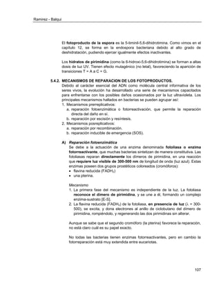 Ramirez - Balqui 
107 
El fotoproducto de la espora es la 5-timinil-5,6-dihidrotimina. Como vimos en el capítulo 12, se forma en la endospora bacteriana debido al alto grado de deshidratación, pudiendo ejercer igualmente efectos inactivantes. 
Los hidratos de pirimidina (como la 6-hidroxi-5,6-dihidrotimina) se forman a altas dosis de luz UV. Tienen efecto mutagénico (no letal), favoreciendo la aparición de transiciones T = A a C = G. 
5.4.2. MECANISMOS DE REPARACION DE LOS FOTOPRODUCTOS. 
Debido al carácter esencial del ADN como molécula central informativa de los seres vivos, la evolución ha desarrollado una serie de mecanismos capacitados para enfrentarse con los posibles daños ocasionados por la luz ultravioleta. Los principales mecanismos hallados en bacterias se pueden agrupar así: 
1. Mecanismos prerreplicativos: 
a. reparación fotoenzimática o fotorreactivación, que permite la reparación directa del daño en sí. 
b. reparación por escisión y resíntesis. 
2. Mecanismos posreplicativos: 
a. reparación por recombinación. 
b. reparación inducible de emergencia (SOS). 
A) Reparación fotoenzimática 
Se debe a la actuación de una enzima denominada fotoliasa o enzima fotorreactivante, que muchas bacterias sintetizan de manera constitutiva. Las fotoliasas reparan directamente los dímeros de pirimidina, en una reacción que requiere luz visible de 300-500 nm de longitud de onda (luz azul). Estas enzimas poseen dos grupos prostéticos coloreados (cromóforos): 
 flavina reducida (FADH2) 
 una pterina. 
Mecanismo 
1. La primera fase del mecanismo es independiente de la luz. La fotoliasa reconoce el dímero de pirimidina, y se une a él, formando un complejo enzima-sustrato [E-S]. 
2. La flavina reducida (FADH2) de la fotoliasa, en presencia de luz ( = 300- 500), se excita, y dona electrones al anillo de ciclobutano del dímero de pirimidina, rompiéndolo, y regenerando las dos pirimidinas sin alterar. 
Aunque se sabe que el segundo cromóforo (la pterina) favorece la reparación, no está claro cuál es su papel exacto. 
No todas las bacterias tienen enzimas fotorreactivantes, pero en cambio la fotorreparación está muy extendida entre eucariotas. 
 