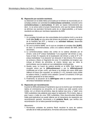 Microbiología y Medios de Cultivo – Práctica de Laboratorio 
108 
B) Reparación por escisión-resíntesis. 
La distorsión en la doble hélice provocada por el dímero es reconocida por un complejo proteico con actividad de endonucleasa correctora, conocido como correndonucleasa o escinucleasa. El daño se repara indirectamente (es decir, no se actúa sobre el propio fotoproducto), sino que las bases dañadas se eliminan (se escinden) formando parte de un oligonucleótido, y el hueco resultante se rellena por resíntesis reparadora de ADN. 
Mecanismo: 
1. Un complejo formado por dos subunidades de la proteína UvrA y una de la UvrB (Uvr [A2B]) se une cerca del dímero de pirimidina, usando la energía de la hidrólisis del ATP, y merced a su actividad helicasa, desenrolla localmente la doble hélice. 
2. Se une la proteína UvrC, con lo que se completa el complejo Uvr [A2BC], es decir, la correndonucleasa, unido a la cadena dañada del ADN, cerca del dímero. 
3. La correndonucleasa realiza dos cortes en la cadena afectada por el dímero: corta el 8º enlace fosfodiéster "a la izquierda" del dímero (o sea, hacia el lado 5') respecto de la localización del dímero y corta el 4º o 5º enlace fosfodiéster "a la derecha" (en dirección 3' del dímero). Por lo tanto, se produce y libera un fragmento de unos 12 nucleótidos de longitud, que incluye al dímero de pirimidina, al mismo tiempo que se retira la escinucleasa, que se separa en sus polipéptidos constituyentes. 
4. Queda, pues, un hueco de cadena sencilla en el ADN. Este hueco es ocupado ahora por la ADN-polimerasa-I y por la ADN-helicasa-II (codificada por el gen uvrD), que llevan a la síntesis de nuevo ADN para rellenar el hueco (por supuesto, en sentido 5'--->3'), tomando como molde la cadena intacta, y usando como cebador ("primer") el extremo 3'-OH que se había generado en la fase anterior. 
5. Finalmente, la actuación de la ADN-ligasa sella la cadena (regeneración del enlace fosfodiéster del lado 5'). 
C) Reparación por recombinación. 
Cuando la ADN-polimerasa-III bacteriana (que es la enzima que normalmente replica el cromosoma) se encuentra, en la cadena que está usando como molde, con un dímero de pirimidina, deja de replicar esa zona, y "salta" unos 1000 nucleótidos más adelante para seguir la replicación. Por lo tanto, deja un gran hueco o mella de unos 1000 nucleótidos. Esta discontinuidad (llamada mella post-replicativa) se puede rellenar por el mecanismo de reparación por recombinación general, recurriendo a la proteína RecA, que verifica una recombinación con la hebra parental homóloga intacta. 
Mecanismo: 
1. Numerosas unidades de proteína RecA recubren la zona de cadena sencilla de la mella posreplicativa, formando estructuras helicoidales.  