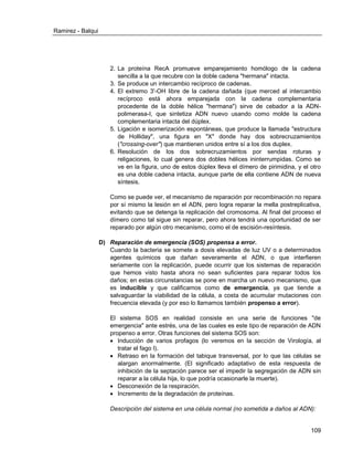 Ramirez - Balqui 
109 
2. La proteína RecA promueve emparejamiento homólogo de la cadena sencilla a la que recubre con la doble cadena "hermana" intacta. 
3. Se produce un intercambio recíproco de cadenas. 
4. El extremo 3'-OH libre de la cadena dañada (que merced al intercambio recíproco está ahora emparejada con la cadena complementaria procedente de la doble hélice "hermana") sirve de cebador a la ADN- polimerasa-I, que sintetiza ADN nuevo usando como molde la cadena complementaria intacta del dúplex. 
5. Ligación e isomerización espontáneas, que produce la llamada "estructura de Holliday", una figura en "X" donde hay dos sobrecruzamientos ("crossing-over") que mantienen unidos entre sí a los dos duplex. 
6. Resolución de los dos sobrecruzamientos por sendas roturas y religaciones, lo cual genera dos dobles hélices ininterrumpidas. Como se ve en la figura, uno de estos dúplex lleva el dímero de pirimidina, y el otro es una doble cadena intacta, aunque parte de ella contiene ADN de nueva síntesis. 
Como se puede ver, el mecanismo de reparación por recombinación no repara por sí mismo la lesión en el ADN, pero logra reparar la mella postreplicativa, evitando que se detenga la replicación del cromosoma. Al final del proceso el dímero como tal sigue sin reparar, pero ahora tendrá una oportunidad de ser reparado por algún otro mecanismo, como el de escisión-resíntesis. 
D) Reparación de emergencia (SOS) propensa a error. 
Cuando la bacteria se somete a dosis elevadas de luz UV o a determinados agentes químicos que dañan severamente el ADN, o que interfieren seriamente con la replicación, puede ocurrir que los sistemas de reparación que hemos visto hasta ahora no sean suficientes para reparar todos los daños; en estas circunstancias se pone en marcha un nuevo mecanismo, que es inducible y que calificamos como de emergencia, ya que tiende a salvaguardar la viabilidad de la célula, a costa de acumular mutaciones con frecuencia elevada (y por eso lo llamamos también propenso a error). 
El sistema SOS en realidad consiste en una serie de funciones "de emergencia" ante estrés, una de las cuales es este tipo de reparación de ADN propenso a error. Otras funciones del sistema SOS son: 
 Inducción de varios profagos (lo veremos en la sección de Virología, al tratar el fago l). 
 Retraso en la formación del tabique transversal, por lo que las células se alargan anormalmente. (El significado adaptativo de esta respuesta de inhibición de la septación parece ser el impedir la segregación de ADN sin reparar a la célula hija, lo que podría ocasionarle la muerte). 
 Desconexión de la respiración. 
 Incremento de la degradación de proteínas. 
Descripción del sistema en una célula normal (no sometida a daños al ADN):  