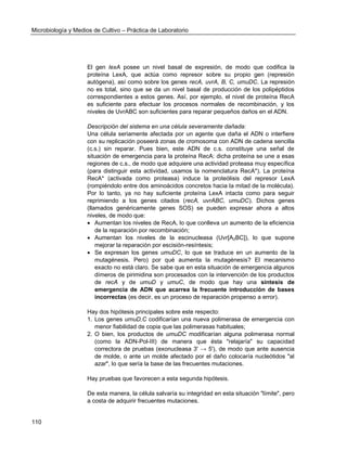 Microbiología y Medios de Cultivo – Práctica de Laboratorio 
110 
El gen lexA posee un nivel basal de expresión, de modo que codifica la proteína LexA, que actúa como represor sobre su propio gen (represión autógena), así como sobre los genes recA, uvrA, B, C, umuDC. La represión no es total, sino que se da un nivel basal de producción de los polipéptidos correspondientes a estos genes. Así, por ejemplo, el nivel de proteína RecA es suficiente para efectuar los procesos normales de recombinación, y los niveles de UvrABC son suficientes para reparar pequeños daños en el ADN. 
Descripción del sistema en una célula severamente dañada: 
Una célula seriamente afectada por un agente que daña el ADN o interfiere con su replicación poseerá zonas de cromosoma con ADN de cadena sencilla (c.s.) sin reparar. Pues bien, este ADN de c.s. constituye una señal de situación de emergencia para la proteína RecA: dicha proteína se une a esas regiones de c.s., de modo que adquiere una actividad proteasa muy específica (para distinguir esta actividad, usamos la nomenclatura RecA*). La proteína RecA* (activada como proteasa) induce la proteólisis del represor LexA (rompiéndolo entre dos aminoácidos concretos hacia la mitad de la molécula). Por lo tanto, ya no hay suficiente proteína LexA intacta como para seguir reprimiendo a los genes citados (recA, uvrABC, umuDC). Dichos genes (llamados genéricamente genes SOS) se pueden expresar ahora a altos niveles, de modo que: 
 Aumentan los niveles de RecA, lo que conlleva un aumento de la eficiencia de la reparación por recombinación; 
 Aumentan los niveles de la escinucleasa (Uvr[A2BC]), lo que supone mejorar la reparación por escisión-resíntesis; 
 Se expresan los genes umuDC, lo que se traduce en un aumento de la mutagénesis. Pero) por qué aumenta la mutagénesis? El mecanismo exacto no está claro. Se sabe que en esta situación de emergencia algunos dímeros de pirimidina son procesados con la intervención de los productos de recA y de umuD y umuC, de modo que hay una síntesis de emergencia de ADN que acarrea la frecuente introducción de bases incorrectas (es decir, es un proceso de reparación propenso a error). 
Hay dos hipótesis principales sobre este respecto: 
1. Los genes umuD,C codificarían una nueva polimerasa de emergencia con menor fiabilidad de copia que las polimerasas habituales; 
2. O bien, los productos de umuDC modificarían alguna polimerasa normal (como la ADN-Pol-III) de manera que ésta "relajaría" su capacidad correctora de pruebas (exonucleasa 3' → 5'), de modo que ante ausencia de molde, o ante un molde afectado por el daño colocaría nucleótidos "al azar", lo que sería la base de las frecuentes mutaciones. 
Hay pruebas que favorecen a esta segunda hipótesis. 
De esta manera, la célula salvaría su integridad en esta situación "límite", pero a costa de adquirir frecuentes mutaciones.  