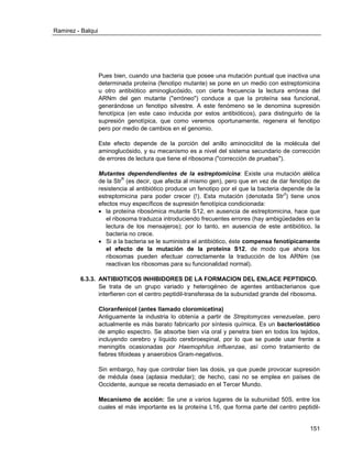 Ramirez - Balqui 
151 
Pues bien, cuando una bacteria que posee una mutación puntual que inactiva una determinada proteína (fenotipo mutante) se pone en un medio con estreptomicina u otro antibiótico aminoglucósido, con cierta frecuencia la lectura errónea del ARNm del gen mutante ("erróneo") conduce a que la proteína sea funcional, generándose un fenotipo silvestre. A este fenómeno se le denomina supresión fenotípica (en este caso inducida por estos antibióticos), para distinguirlo de la supresión genotípica, que como veremos oportunamente, regenera el fenotipo pero por medio de cambios en el genomio. 
Este efecto depende de la porción del anillo aminociclitol de la molécula del aminoglucósido, y su mecanismo es a nivel del sistema secundario de corrección de errores de lectura que tiene el ribosoma ("corrección de pruebas"). 
Mutantes dependendientes de la estreptomicina: Existe una mutación alélica de la StrR (es decir, que afecta al mismo gen), pero que en vez de dar fenotipo de resistencia al antibiótico produce un fenotipo por el que la bacteria depende de la estreptomicina para poder crecer (!). Esta mutación (denotada Strd) tiene unos efectos muy específicos de supresión fenotípica condicionada: 
 la proteína ribosómica mutante S12, en ausencia de estreptomicina, hace que el ribosoma traduzca introduciendo frecuentes errores (hay ambigüedades en la lectura de los mensajeros); por lo tanto, en ausencia de este antibiótico, la bacteria no crece. 
 Si a la bacteria se le suministra el antibiótico, éste compensa fenotípicamente el efecto de la mutación de la proteína S12, de modo que ahora los ribosomas pueden efectuar correctamente la traducción de los ARNm (se reactivan los ribosomas para su funcionalidad normal). 
6.3.3. ANTIBIOTICOS INHIBIDORES DE LA FORMACION DEL ENLACE PEPTIDICO. 
Se trata de un grupo variado y heterogéneo de agentes antibacterianos que interfieren con el centro peptidil-transferasa de la subunidad grande del ribosoma. 
Cloranfenicol (antes llamado cloromicetina) 
Antiguamente la industria lo obtenía a partir de Streptomyces venezuelae, pero actualmente es más barato fabricarlo por síntesis química. Es un bacteriostático de amplio espectro. Se absorbe bien vía oral y penetra bien en todos los tejidos, incluyendo cerebro y líquido cerebroespinal, por lo que se puede usar frente a meningitis ocasionadas por Haemophilus influenzae, así como tratamiento de fiebres tifoideas y anaerobios Gram-negativos. 
Sin embargo, hay que controlar bien las dosis, ya que puede provocar supresión de médula ósea (aplasia medular); de hecho, casi no se emplea en países de Occidente, aunque se receta demasiado en el Tercer Mundo. 
Mecanismo de acción: Se une a varios lugares de la subunidad 50S, entre los cuales el más importante es la proteína L16, que forma parte del centro peptidil-  
