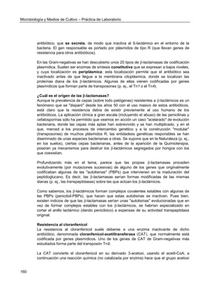 Microbiología y Medios de Cultivo – Práctica de Laboratorio 
160 
antibiótico, que se excreta, de modo que inactiva al ß-lactámico en el entorno de la bacteria. El gen responsable es portado por plásmidos de tipo R (que llevan genes de resistencia para otros antibióticos). 
En las Gram-negativas se han descubierto unos 20 tipos de -lactamasas de codificación plasmídica. Suelen ser enzimas de síntesis constitutiva que se expresan a bajos niveles, y cuya localización es periplásmica; esta localización permite que el antibiótico sea inactivado antes de que llegue a la membrana citoplásmica, donde se localizan las proteínas diana de los -lactámicos. Algunas de ellas vienen codificadas por genes plasmídicos que forman parte de transposones (p. ej., el Tn1 o el Tn4). 
¿Cuál es el origen de las -lactamasas? 
Aunque la prevalencia de cepas (sobre todo patógenas) resistentes a -lactámicos es un fenómeno que se "disparó" desde los años 50 con el uso masivo de estos antibióticos, está claro que la resistencia debía de existir previamente al uso humano de los antibióticos. La aplicación clínica a gran escala (incluyendo el abuso) de las penicilinas y cefalosporinas sólo ha permitido que veamos en acción un caso "acelarado" de evolución bacteriana, donde las cepas más aptas han sobrevivido y se han multiplicado, y en el que, merced a los procesos de intercambio genético y a la construcción "modular" (transposones) de muchos plásmidos R, las entidadess genéticas responsbles se han diseminado de unas especies bacterianas a otras. Se supone que en la Naturaleza (p. ej., en los suelos), ciertas cepas bacterianas, antes de la aparición de la Quimioterapia, poseían ya mecanismos para destruir los -lactámicos segregados por hongos con los que coexistían. 
Profundizando más en el tema, parece que las propias -lactamasas proceden evolutivamente (por mutaciones sucesivas) de alguno de los genes que originalmente codificaban algunas de las "autolisinas" (PBPs) que intervienen en la maduración del peptidoglucano. Es decir, las -lactamasas serían formas modificadas de las mismas dianas (p. ej., las transpeptidasas) sobre las que actúan los -lactámicos. 
Como sabemos, los -lactámicos forman complejos covalentes estables con algunas de las PBPs (peniciloil-PBPs), que hacen que estas autolisinas se inactiven. Pues bien, existen indicios de que las -lactamasas serían unas "autolisinas" evolucionadas que en vez de formar complejos estables con los -lactámicos, se habrían especializado en cortar el anillo lactámico (dando peniciloico) a expensas de su actividad transpeptidasa original. 
Resistencia al cloranfenicol 
La resistencia al cloranfenicol suele deberse a una enzima inactivante de dicho antibiótico, denominada cloranfenicol-acetiltransferasa (CAT), que normalmente está codificada por genes plasmídicos. Uno de los genes de CAT de Gram-negativas más estudiados forma parte del transposón Tn9. 
La CAT convierte el cloranfenicol en su derivado 3-acetoxi, usando el acetil-CoA; a continuación una reacción química (no catalizada por enzima) hace que el grupo acetoxi  