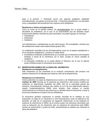 Ramirez - Balqui 
161 
pase a la posición 1; finalmente ocurre una segunda acetilación catalizada enzimáticamente, que genera el producto final, 1,3-diacetoxi-cloranfenicol. Los derivados mono o diacetilados del cloranfenicol son inactivos como antibióticos. 
Resistencia a ciertos aminoglucósidos 
Como ya vimos en el capítulo anterior, los aminoglucósidos son un grupo amplio y abundante de antibióticos, por lo que no es sorprendente que las bacterias hayan evolucionado distintos mecanismos para inactivarlos; se pueden agrupar en tres tipos: 
 Fosforilación 
 Adenilación 
 Acetilación 
Las fosforilaciones y adenilaciones se dan sobre grupos -OH susceptibles, mientras que las acetilaciones recaen sobre determinados grupos -NH2. 
La modificación enzimática de los aminoglucósidos ocurre en el espacio periplásmico o en la membrana citoplásmica, y produce un doble efecto: 
 el antibiótico modificado covalentemente ya no puede usar el mecanismo de transporte facilitado a través de la membrana; por lo tanto, accede en menor cantidad al citoplasma; 
 el compuesto modificado ya no puede afectar al ribosoma, por lo que no ejecuta acción inhibitoria sobre el crecimiento de la bacteria. 
9.3. MODIFICACION QUIMICA DE LA DIANA DEL ANTIBIOTICO. 
Resistencia a la estreptomicina 
Este mecanismo ya fue comentado en la mutación cromosómica strA produce una proteína ribosómica S12 alterada que impide la unión de la estreptomicina. 
Resistencia a la eritromicina 
Ciertos plásmidos de cepas de Staphylococcus aureus y de Streptococcus codifican una metilasa de ARN inducida por la presencia de eritromicina: esta enzima modifica por metilación un determinado nucleótido del ARNr 23S de la subunidad grande del ribosoma. Concretamente introduce dos metilos en el N de una determinada adenina, usando S-adenosilmetionina (SAM) como donador. Esto produce un cambio conformacional en el ribosoma que disminuye su afinidad hacia la eritromicina y hacia la lincomicina (resistencia cruzada a los dos antibióticos). 
El mecanismo genético subyacente al carácter inducible de la metilasa es muy interesante; en lugar de un mecanismo a nivel transcripcional, como es habitual en las bacterias, se trata de un mecanismo de regulación traduccional: en las bacterias en ausencia de eritromicina el ARNm de la enzima posee una estructura secundaria que evita su traducción por los ribosomas, pero en presencia de eritromicina este ARNm cambia de conformación y puede ser leído, produciéndose la metilasa que inactivará la diana del antibiótico. 
 