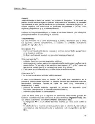 Ramirez - Balqui 
69 
Fósforo 
Suele requerirse en forma de fosfatos, sea orgánico o inorgánico. Las bacterias que pueden usar los fosfatos orgánicos (merced a la posesión de fosfatasas) no dependen absolutamente de ellos, ya que pueden recurrir igualmente a los fosfatos inorgánicos. Los fosfatos orgánicos son hidrolizados por fosfatasas extracelulares o (en las Gram- negativas) periplásmicas (p.ej., la fosfatasa alcalina). 
El fósforo se usa principalmente para la síntesis de los ácidos nucleicos y los fosfolípidos, pero aparece también en coenzimas y en proteínas. 
Sales minerales 
Las sales minerales son la fuente de aniones (p. ej. el Cl--) y de cationes para la célula. Los siguientes cationes, concretamente, se necesitan en cantidades relativamente grandes: K+, Mg++, Ca++, Fe++. 
El ión potasio (K+): 
 interviene en la activación de una variedad de enzimas, incluyendo las que participan en la síntesis de proteínas. 
 En Gram-positivas está asociado con los ácidos teicoicos de la pared. 
El ión magnesio (Mg++): 
 estabiliza ribosomas, membranas y ácidos nucleicos; 
 como cofactor en muchas reacciones, especialmente las que implican transferencia de grupos fosfato. Por ejemplo, en las reacciones que requieren ATP, el Mg++ puede unir la enzima al sustrato durante el mecanismo de acción de la primera. 
 Participa de las clorofilas y bacterioclorofilas de bacterias fotosintéticas. 
El ión calcio (Ca++): 
 es un cofactor de ciertas enzimas, como proteinasas. 
El hierro (principalmente como ión ferroso, Fe++) suele estar acomplejado en la naturaleza, formando sales insolubles. Las bacterias disponen de una serie de moléculas, denominadas sideróforos, capaces de captar ese hierro (p.ej., hidroxamtas y enterobactina). El hierro 
 participa en muchas moléculas implicadas en procesos de respiración, como citocromos y ferroproteínas no hémicas (proteínas con Fe-S); 
 interviene como cofactor en ciertas enzimas. 
Aparte de estos iones que se requieren en cantidades relativamente grandes, las bacterias necesitan minúsculas cantidades de otros elementos (oligoelementos), a los que también se denomina como micronutrientes o elementos traza. 
 El manganeso (Mn++) es un cofactor de ciertas enzimas, y a veces puede sustituir al Mg++. 
 El cobalto (Co++) se requiere casi exclusivamente para la vitamina B12 (de hecho, si suministramos esta vitamina al medio, la bacteria se vuelve independiente del Co++ libre).  