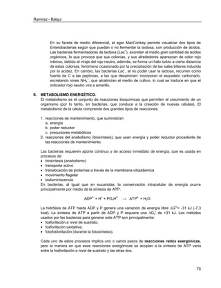 Ramirez - Balqui 
75 
En su faceta de medio diferencial, el agar MacConkey permite visualizar dos tipos de Enterobacterias según que puedan o no fermentar la lactosa, con producción de ácidos. Las bacterias fermentadoras de lactosa (Lac+), excretan al medio gran cantidad de ácidos orgánicos, lo que provoca que sus colonias, y sus alrededores aparezcan de color rojo intenso, debido al viraje del rojo neutro; además, se forma un halo turbio a cierta distancia de estas colonias, fenómeno ocasionado por la precipitación de las sales biliares inducida por la acidez. En cambio, las bacterias Lac-, al no poder usar la lactosa, recurren como fuente de C a las peptonas, a las que desaminan: incorporan el esqueleto carbonado, excretando iones NH4+, que alcalinizan el medio de cultivo, lo cual se traduce en que el indicador rojo neutro vira a amarillo. 
II. METABOLISMO ENERGÉTICO. 
El metabolismo es el conjunto de reacciones bioquímicas que permiten el crecimiento de un organismo (por lo tanto, en bacterias, que conduce a la creación de nuevas células). El metabolismo de la célula comprende dos grandes tipos de reacciones: 
1. reacciones de mantenimiento, que suministran 
a. energía 
b. poder reductor 
c. precursores metabólicos 
2. reacciones del anabolismo (biosíntesis), que usan energía y poder reductor procedente de las reacciones de mantenimiento. 
Las bacterias requieren aporte continuo y de acceso inmediato de energía, que es usada en procesos de: 
 biosíntesis (anabolismo) 
 transporte activo 
 translocación de proteínas a través de la membrana citoplásmica 
 movimiento flagelar 
 bioluminiscencia 
En bacterias, al igual que en eucariotas, la conservación intracelular de energía ocurre principalmente por medio de la síntesis de ATP: 
ADP3- + H+ + PO4H2- → ATP4- + H2O 
La hidrólisis de ATP hasta ADP y P genera una variación de energía libre ΔGo'= -31 kJ (-7,3 kcal). La síntesis de ATP a partir de ADP y P requiere una ΔGo' de +31 kJ. Los métodos usados por las bacterias para generar este ATP son principalmente: 
 fosforilación a nivel de sustrato; 
 fosforilación oxidativa; 
 fotofosforilación (durante la fotosíntesis). 
Cada uno de estos procesos implica uno o varios pasos de reacciones redox exergónicas, pero la manera en que esas reacciones exergónicas se acoplan a la síntesis de ATP varía entre la fosforilación a nivel de sustrato y las otras dos. 
 