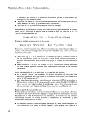 Microbiología y Medios de Cultivo – Práctica de Laboratorio 
80 
la hidrofóbica BF0, inserta en la membrana citoplásmica, y la BF1 a modo de tallo que se proyecta hacia el interior celular. 
 La porción BF0 forma un canal a través de la membrana, por donde pueden pasar H+ desde el exterior al interior, y agua desde dentro hacia afuera. 
 La porción BF1 es la parte enzimáticamente activa del complejo. 
Esencialmente, el mecanismo consiste en que la disipación del gradiente de protones a través de BF0 suministra la energía para la síntesis de ATP por parte de la BF1. La reacción se puede expresar así: 
2H+ (ext) + ADP (int) + P (int) → 2H+ (int) + ATP (int) + H2O (ext) 
El balance final del funcionamiento de la c.t.e. es: 
DH2(int) + A(int) + ADP(int) + P(int) → D(int) + AH2 + ATP(int) + H2O (ext) 
El esquema anterior hace referencia al funcionamiento de una cadena transportadora con un solo bucle translocador de protones. Pero en la realidad las c.t.e. suelen poseer más de uno de estos bucles. 
 Véase en la Fig. la c.t.e. de Paracoccus, una bacteria que posee un sistema similar al de las mitocondrias, donde se observan 3 sitios donde termodinámicamente la variación de energía libre es suficiente para apoyar la síntesis de una molécula de ATP. 
 Véase también la c.t.e. de E. coli, cuando usa el O2 como aceptor final de electrones. En esta cadena podemos constatar algo relativamente frecuente en las cadenas bacterianas: 
En los quimiolitotrofos, la c.t.e. respiratoria funciona en los dos sentidos: 
 en su sentido "normal", ya estudiado. Un donador inorgánico de electrones cede electrones, que llegan a la c.t.e., que crea un gradiente de protones, cuya disipación a través de ATP-asa genera ATP; 
 pero estas bacterias necesitan equivalentes de reducción (NADPH) para reducir el CO2 (su fuente exclusiva de C) hasta material orgánico celular [CH2O]. Este NADPH lo logran merced a un flujo invertido de electrones a través de la c.t.e., usando para ello como energía parte del potencial de protones generado por el flujo normal. 
Cadenas de electrones ramificadas: 
Muchas cadenas respiratorias aerobias muestran ramificaciones alternativas, sobre todo a nivel de los citocromos terminales. El papel principal de estas ramificaciones es lograr flexibilidad en la ruta de transferencia de electrones, de manera que se obtengan rendimientos máximos en ciertos sustratos y condiciones de crecimiento, y para minimizar los efectos nocivos de otros. 
 Por ejemplo, cuando Azotobacter (fijador aerobio de N2) crece fijando nitrógeno, usa una ramificación que gasta muchísimo oxígeno como aceptor final (aunque el  