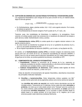 Ramirez - Balqui 
83 
IV. CAPTACIÓN DE ENERGÍA EN LAS BACTERIAS FOTOTROFAS: FOTOFOSFORILACIÓN 
Los organismos fotosintéticos usan energía de la luz para convertir el CO2 en material celular, 
según la fórmula general: 
2 H2A + CO2  energía de luz (hv) 
[CH2O] + H2O + 2 A 
 En Oxifotobacterias, algas y plantas verdes, H2A = H2O, como agente reductor. Por lo tanto, 
al oxidarse se genera O2. 
 En Anoxifotobacterias el reductor exógeno ("H2A") puede ser H2, S=, S2O3 
-, etc. 
Tenemos, pues, dos modalidades de fotosíntesis, la oxigénica y la anoxigénica. Como 
veremos, en ambas pueden existir dos versiones de un mecanismo de obtención de energía a 
partir de la luz visible: fotofosforilación cíclica y acíclica. 
En la fotofosforilación cíclica (FFC) no existe aporte de un agente reductor externo ni de 
agente oxidante externo. 
 Su única función es transformar la energía de la luz en un gradiente de protones (f.p.m.), 
que a su vez puede convertirse en ATP. 
 No se originan equivalentes de reducción (NADPH), y por lo tanto, no hay fijación de CO2. 
En cambio, en la fotofosforilación acíclica (FFA) un donador exógeno de electrones (H2A) 
servirá para que, por acción de la luz, se produzcan equivalentes de reducción (NADPH, o 
NADH), que a su vez se usarán para la reducción (asimilación) de CO2 hasta materia orgánica. 
Al igual que en la cíclica, se produce gradiente de protones, convertible en ATP. 
4.1. COMPONENTES DEL APARATO FOTOSINTÉTICO. 
 Fotosistemas: Catalizan la conversión de la energía de la luz, capturada en 
moléculas excitadas de clorofila o bacterioclorofila en una forma útil de energía. Están 
constituidos por complejo antena y centro de reacción. 
 Cadenas transportadoras de electrones: Estas cadenas están ligadas de forma 
estrecha al centro de reacción, y crean una f.p.m. 
Antes de describir el funcionamiento del aparato fotosintético, describamos brevemente 
las principales moléculas implicadas: 
A) Clorofilas y bacterioclorofilas. Estos tetrapirroles cíclicos quelados con Mg++ 
pueden formar parte tanto de los pigmentos antena como de los centros de reacción. 
Las clorofilas del centro de reacción son mucho menos abundantes que las del 
complejo antena. Típicamente son 4 moléculas, de las cuales dos están asociadas a 
proteínas, de modo que en este estado actúan como "trampas" para los cuantos de 
luz. Como veremos, estas clorofilas especiales, tras excitarse, se oxidan, por lo que 
se denominan clorofilas fotoactivas. La luz convierte a estas clorofilas desde su 
estado basal a su estado excitado, en el que tienen un E0 
' negativo, por lo que 
entonces pueden ceder electrones (oxidarse) fácilmente. 
 