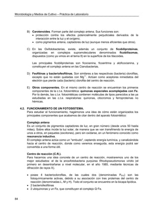 Microbiología y Medios de Cultivo – Práctica de Laboratorio 
84 
B) Carotenoides. Forman parte del complejo antena. Sus funciones son: 
 protección contra los efectos potencialmente perjudiciales derivados de la interacción entre la luz y el oxígeno; 
 como pigmentos antena, captadores de luz (aunque menos eficientes que otros). 
C) En las Oxifotobacterias, existe, además un conjunto de ficobiliproteínas, organizadas en complejos supramoleculares denominados ficobilisomas, dispuestos (como ya vimos en el tema 8) en la superficie de los tilacoides. 
Las principales ficobiliproteínas son ficocianina, ficoeritrina y aloficocianina, y constituyen el complejo antena en las Cianobacterias. 
D) Feofitinas y bacteriofeofitinas. Son similares a las respectivas (bacteria) clorofilas, excepto que no están queladas con Mg++. Actúan como aceptores inmediatos del electrón que pierde cada (bacterio) clorofila del centro de reacción. 
E) Otros componentes. En el mismo centro de reacción se encuentran los primeros componentes de la c.t.e. fotosintética: quinonas especiales acomplejadas con Fe. Por lo demás, las c.t.e. fotosintéticas contienen moléculas de tipos parecidos a las ya estudiadas en las c.t.e. respiratorias: quinonas, citocromos y ferroproteínas no hémicas. 
4.2. FUNCIONAMIENTO DE UN FOTOSISTEMA. 
Para estudiar el funcionamiento, hagámonos una idea de cómo están organizados los principales componentes que acabamos de citar dentro del aparato fotosintético: 
Complejo antena 
Es un conjunto de pigmentos captadores de luz, en gran número (desde unos 50 hasta miles). Sobre ellos incide la luz solar, de manera que se van transfiriendo la energía de unos a otros, en paquetes (excitones), pero sin oxidarse, en un fenómeno conocido como resonancia inductiva. 
El complejo antena actúa como un "embudo", captando energía lumínica, y canalizándola hacia el centro de reacción, donde como veremos enseguida, esta energía podrá ser convertida a una forma útil. 
Centro de reacción (C.R.). 
Para hacernos una idea concreta de un centro de reacción, mostraremos uno de los mejor estudiados: el de la anoxifotobacteria purpúrea Rhodopseudomonas viridis (el primero en desentrañarse a nivel molecular, en el año 1985, mediante técnicas de difracción de rayos X). 
 posee 4 bacterioclorofilas, de las cuales dos (denominadas P870) son las fotoquímicamente activas, debido a su asociación con tres proteínas del centro de reacción (denominadas L, M y H). Todo el conjunto se encuentra en la bicapa lipídica. 
 2 bacteriofeofitinas 
 2 ubiquinonas y un Fe, que constituyen el complejo Q·Fe.  
