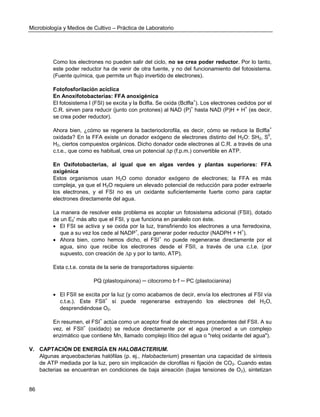 Microbiología y Medios de Cultivo – Práctica de Laboratorio 
86 
Como los electrones no pueden salir del ciclo, no se crea poder reductor. Por lo tanto, este poder reductor ha de venir de otra fuente, y no del funcionamiento del fotosistema. (Fuente química, que permite un flujo invertido de electrones). 
Fotofosforilación acíclica 
En Anoxifotobacterias: FFA anoxigénica 
El fotosistema I (FSI) se excita y la Bclfla. Se oxida (Bclfla+). Los electrones cedidos por el C.R. sirven para reducir (junto con protones) al NAD (P)+ hasta NAD (P)H + H+ (es decir, se crea poder reductor). 
Ahora bien, ¿cómo se regenera la bacterioclorofila, es decir, cómo se reduce la Bclfla+ oxidada? En la FFA existe un donador exógeno de electrones distinto del H2O: SH2, S0, H2, ciertos compuestos orgánicos. Dicho donador cede electrones al C.R. a través de una c.t.e., que como es habitual, crea un potencial Δp (f.p.m.) convertible en ATP. 
En Oxifotobacterias, al igual que en algas verdes y plantas superiores: FFA oxigénica 
Estos organismos usan H2O como donador exógeno de electrones; la FFA es más compleja, ya que el H2O requiere un elevado potencial de reducción para poder extraerle los electrones, y el FSI no es un oxidante suficientemente fuerte como para captar electrones directamente del agua. 
La manera de resolver este problema es acoplar un fotosistema adicional (FSII), dotado de un E0' más alto que el FSI, y que funciona en paralelo con éste. 
 El FSI se activa y se oxida por la luz, transfiriendo los electrones a una ferredoxina, que a su vez los cede al NADP+, para generar poder reductor (NADPH + H+). 
 Ahora bien, como hemos dicho, el FSI+ no puede regenerarse directamente por el agua, sino que recibe los electrones desde el FSII, a través de una c.t.e. (por supuesto, con creación de Δp y por lo tanto, ATP). 
Esta c.t.e. consta de la serie de transportadores siguiente: 
PQ (plastoquinona) ─ citocromo b·f ─ PC (plastocianina) 
 El FSII se excita por la luz (y como acabamos de decir, envía los electrones al FSI vía c.t.e.). Este FSII+ sí puede regenerarse extrayendo los electrones del H2O, desprendiéndose O2. 
En resumen, el FSI+ actúa como un aceptor final de electrones procedentes del FSII. A su vez, el FSII+ (oxidado) se reduce directamente por el agua (merced a un complejo enzimático que contiene Mn, llamado complejo lítico del agua o "reloj oxidante del agua"). 
V. CAPTACIÓN DE ENERGÍA EN HALOBACTERIUM. 
Algunas arqueobacterias halófilas (p. ej., Halobacterium) presentan una capacidad de síntesis de ATP mediada por la luz, pero sin implicación de clorofilas ni fijación de CO2. Cuando estas bacterias se encuentran en condiciones de baja aireación (bajas tensiones de O2), sintetizan  