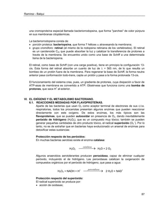 Ramirez - Balqui 
87 
una cromoproteína especial llamada bacteriorrodopsina, que forma "parches" de color púrpura 
en sus membranas citoplásmicas. 
La bacteriorrodopsina consta de: 
 porción proteica: bacteriopsina, que forma 7 hélices  atravesando la membrana; 
 grupo cromóforo: retinal (el mismo de la rodopsina retiniana de los vertebrados). El retinal 
es un carotenoide C20 que puede absorber la luz y catalizar la transferencia de protones a 
través de la membrana. Se encuentra unido como una base de Schiff a una determinada 
lisina de la bacteriopsina. 
El retinal, como base de Schiff (con una carga positiva), tiene en principio la configuración 13- 
cis. Esta forma del retinal absorbe un cuanto de luz de  = 565 nm, de lo que resulta un 
bombeo de un protón fuera de la membrana. Para regenerar la base de Schiff, la forma neutra 
anterior pasa conformación todo-trans, capta un protón y pasa a la forma protonada 13-cis. 
El funcionamiento del sistema crea, pues, un gradiente de protones, cuya disipación a favor de 
ATP-asas de membrana es convertido a ATP. Obsérvese que funciona como una bomba de 
protones, que saca H+ al exterior. 
VI. EL OXÍGENO Y EL METABOLISMO BACTERIANO. 
6.1. REACCIONES MEDIADAS POR FLAVOPROTEÍNAS. 
Aparte de las bacterias que usan O2 como aceptor terminal de electrones de sus c.t.e. 
respiratorias, todos los procariotas presentan algunos enzimas que pueden reaccionar 
directamente con este oxígeno. De estos enzimas, los más típicos son las 
flavoproteínas, que se pueden autooxidar en presencia de O2, dando inevitablemente 
peróxido de hidrógeno (H2O2), que es un compuesto muy tóxico; también se pueden 
generar pequeñas cantidades de otro producto tóxico, el radical superóxido (O2 
-). Por lo 
tanto, no es de extrañar que en bacterias haya evolucionado un arsenal de enzimas para 
detoxificar estas sustancias: 
Protección respecto de los peróxidos: 
En muchas bacterias aerobias existe el enzima catalasa: 
H2O2  catalasa 
H2O + 2 O2 
Algunos anaerobios aerotolerantes producen peroxidasa, capaz de eliminar cualquier 
peróxido, incluyendo el de hidrógeno. Las peroxidasas catalizan la oxigenación de 
compuestos orgánicos por el peróxido de hidrógeno, que pasa a agua: 
H2O2 + NADH + H+  peroxidasa 
2 H2O + NAD+ 
Protección respecto del superóxido: 
El radical superóxido se produce por: 
 acción de oxidasas; 
 