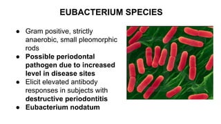 Bacterial Spectrum in Relation to Periodontal Diseases | PDF