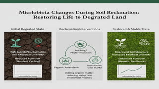 Isolation Bio Microbio Group 9.pptx Isolation of soil bacteria | PPTX