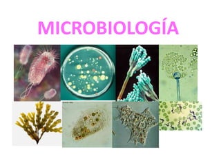 MICROBIOLOGÍA 
