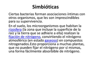 Simbióticas	Ciertas bacterias forman asociaciones íntimas con otros organismos, que les son imprescindibles para su supervivencia. En el suelo, los microorganismos que habitan la rizosfera (la zona que incluye la superficie de la raíz y la tierra que se adhiere a ella) realizan la fijación de nitrógeno, convirtiendo el nitrógeno atmosférico (en estado gaseoso) en compuestos nitrogenados.Esto proporciona a muchas plantas, que no pueden fijar el nitrógeno por sí mismas, una forma fácilmente absorbible de nitrógeno.