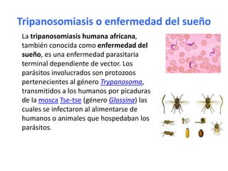 Tripanosomiasis o enfermedad del sueñoLa tripanosomiasis humana africana, también conocida como enfermedad del sueño, es una enfermedad parasitaria terminal dependiente de vector. Los parásitos involucrados son protozoos pertenecientes al género Trypanosoma, transmitidos a los humanos por picaduras de la moscaTse-tse (género Glossina) las cuales se infectaron al alimentarse de humanos o animales que hospedaban los parásitos.