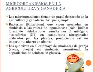 MICROORGANISMOS EN LA AGRICULTURA Y GANADERÍA .- Los microorganismos tienen un papel destacado en la agricultura y ganadería. Así, por ejemplo: Bacterias (Rhizobium) que viven asociadas en simbiosis a las raíces de leguminosas (soja, judías) formando nódulos que transforman el nitrógeno atmosférico (N2) en compuestos nitrogenados utilizados por las plantas, produciendo así un importante ahorro en abonos. Los que viven en el estómago de rumiantes de granja (vacas, ovejas) en simbiosis, permitiendo la degradación de celulosa en glucosa. 