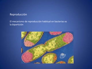 Reproducción

El mecanismo de reproducción habitual en bacterias es
la bipartición
 