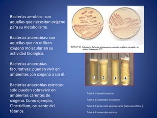 Bacterias aerobias: son
aquellas que necesitan oxígeno
para su metabolismo.

Bacterias anaerobias: son
aquellas que no utilizan
oxígeno molecular en su
actividad biológica.

Bacterias anaerobias
facultativas: pueden vivir en
ambientes con oxígeno o sin él.

Bacterias anaerobias estrictas:
sólo pueden sobrevivir en
                                  Tubo # 1: Aerobio estricto
ambientes carentes de
                                  Tubo # 2: Anaerobio facultativo
oxígeno. Como ejemplo,
Clostridium, causante del         Tubo # 3: Anaerobio aerotolerante ( Microaerofílico )

tétanos.                          Tubo # 4: Anaerobio estricto
 