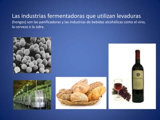 Las industrias fermentadoras que utilizan levaduras
(hongos) son las panificadoras y las industrias de bebidas alcohólicas como el vino,
la cerveza o la sidra.
 