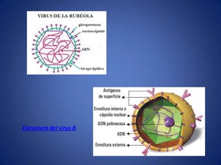 Estructura del virus B
 