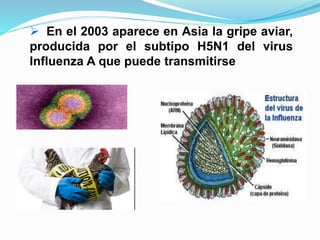  En el 2003 aparece en Asia la gripe aviar,
producida por el subtipo H5N1 del virus
Influenza A que puede transmitirse
 