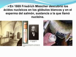 En 1869 Friedrich Miescher descubrió los
ácidos nucleicos en los glóbulos blancos y en el
esperma del salmón, sustancia a la que llamó
nucleína.
 