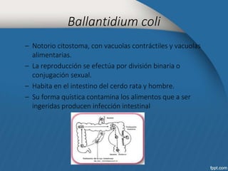 Ballantidium coli 
– Notorio citostoma, con vacuolas contráctiles y vacuolas 
alimentarias. 
– La reproducción se efectúa por división binaria o 
conjugación sexual. 
– Habita en el intestino del cerdo rata y hombre. 
– Su forma quística contamina los alimentos que a ser 
ingeridas producen infección intestinal 
 