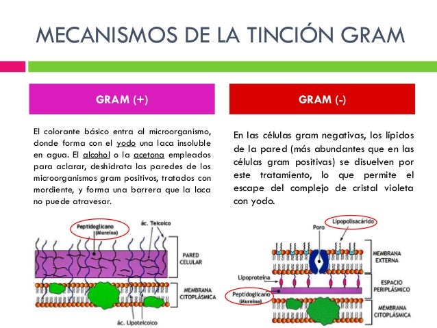 TINCIÓN GRAM