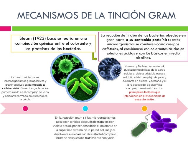 TINCIÓN GRAM