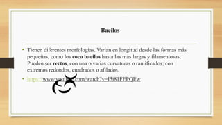 Bacilos
• Tienen diferentes morfologías. Varían en longitud desde las formas más
pequeñas, como los coco bacilos hasta las más largas y filamentosas.
Pueden ser rectos, con una o varias curvaturas o ramificados; con
extremos redondos, cuadrados o afilados.
• https://www.youtube.com/watch?v=I5i81FEPQEw
 