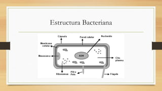 Estructura Bacteriana
 