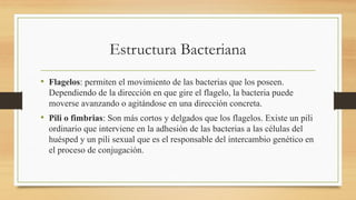 Estructura Bacteriana
• Flagelos: permiten el movimiento de las bacterias que los poseen.
Dependiendo de la dirección en que gire el flagelo, la bacteria puede
moverse avanzando o agitándose en una dirección concreta.
• Pili o fimbrias: Son más cortos y delgados que los flagelos. Existe un pili
ordinario que interviene en la adhesión de las bacterias a las células del
huésped y un pili sexual que es el responsable del intercambio genético en
el proceso de conjugación.
 