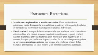 Estructura Bacteriana
• Membrana citoplasmática o membrana celular: Entre sus funciones
principales puede destacarse la permeabilidad selectiva y el transporte de solutos,
el transporte de electrones y la excreción de enzimas hidrolíticas.
• Pared celular: Las capas de la envoltura celular que se ubican entre la membrana
citoplasmática y la cápsula se conocen colectivamente como ―pared celular .
‖
Existen diferencias entre las bacterias gram positivas y gram negativas en el
número de capas que conforman la pared celular. En las bacterias gram negativas,
se agrega una membrana externa que protege a la célula (en el caso de las
bacterias entéricas) de las sales biliares y las enzimas hidrolíticas del medio.
 