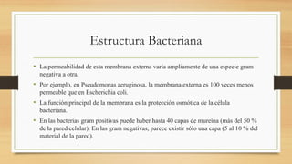 Estructura Bacteriana
• La permeabilidad de esta membrana externa varía ampliamente de una especie gram
negativa a otra.
• Por ejemplo, en Pseudomonas aeruginosa, la membrana externa es 100 veces menos
permeable que en Escherichia coli.
• La función principal de la membrana es la protección osmótica de la célula
bacteriana.
• En las bacterias gram positivas puede haber hasta 40 capas de mureína (más del 50 %
de la pared celular). En las gram negativas, parece existir sólo una capa (5 al 10 % del
material de la pared).
 