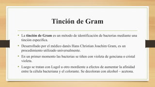 Tinción de Gram
• La tinción de Gram es un método de identificación de bacterias mediante una
tinción específica.
• Desarrollado por el médico danés Hans Christian Joachim Gram, es un
procedimiento utilizado universalmente.
• En un primer momento las bacterias se tiñen con violeta de genciana o cristal
violeta.
• Luego se tratan con Lugol u otro mordiente a efectos de aumentar la afinidad
entre la célula bacteriana y el colorante. Se decoloran con alcohol – acetona.
 