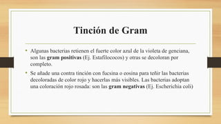 Tinción de Gram
• Algunas bacterias retienen el fuerte color azul de la violeta de genciana,
son las gram positivas (Ej. Estafilococos) y otras se decoloran por
completo.
• Se añade una contra tinción con fucsina o eosina para teñir las bacterias
decoloradas de color rojo y hacerlas más visibles. Las bacterias adoptan
una coloración rojo rosada: son las gram negativas (Ej. Escherichia coli)
 