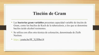 Tinción de Gram
• Las bacterias gram variables presentan capacidad variable de tinción de
Gram, como los bacilos de Koch de la tuberculosis, a los que se denomina
bacilos ácido alcohol resistentes.
• Se utiliza con ellos otra técnica de coloración, denominada de Zielh
Neelsen.
• https://youtu.be/9F_Yj3Dho14
 
