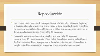 Reproducción
• Las células bacterianas se dividen por fisión; el material genético se duplica y
la bacteria alargada se estrecha por la mitad y tiene lugar la división completa
formándose dos células hijas idénticas a la célula madre. Algunas bacterias se
dividen cada cierto tiempo (entre 20 y 40 minutos).
• En condiciones favorables, si se dividen una vez cada 30 minutos,
transcurridas 15 horas, una sola célula habrá dado lugar a unos mil millones
de descendientes. Estas agrupaciones, llamadas colonias, son observables a
simple vista. Este mecanismo se conoce como reproducción asexual.
 