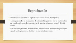 Reproducción
• Dentro de la denominada reproducción sexual puede distinguirse:
• Conjugación: Es un mecanismo de intercambio genético por el cual muchos
de los plásmidos pueden transferirse de una bacteria a otra a través del pili
sexual.
• Una bacteria (donante) trasmite a otra, a través de un puente conjugativo (pili
sexual) un fragmento de ADN a otra bacteria (receptora).
 