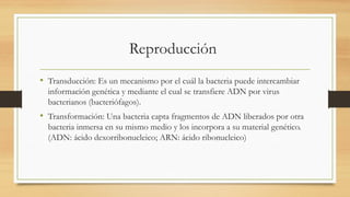 Reproducción
• Transducción: Es un mecanismo por el cuál la bacteria puede intercambiar
información genética y mediante el cual se transfiere ADN por virus
bacterianos (bacteriófagos).
• Transformación: Una bacteria capta fragmentos de ADN liberados por otra
bacteria inmersa en su mismo medio y los incorpora a su material genético.
(ADN: ácido dexorribonucleico; ARN: ácido ribonucleico)
 