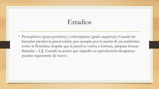 Estadios
• Protoplastos (gram positivas) y esferoplastos (gram negativas): Cuando las
bacterias pierden la pared celular, por ejemplo por la acción de un antibiótico
como la Penicilina (impide que la pared se vuelva a formar), adoptan formas
llamadas ―L . Cuando la acción que impedía su reproducción desaparece
‖
pueden regenerarse de nuevo.
 