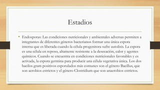 Estadios
• Endosporas: Las condiciones nutricionales y ambientales adversas permiten a
integrantes de diferentes géneros bacterianos formar una única espora
interna que es liberada cuando la célula progenitora sufre autolisis. La espora
es una célula en reposo, altamente resistente a la desecación, calor y agentes
químicos. Cuando se encuentra en condiciones nutricionales favorables y es
activada, la espora germina para producir una célula vegetativa única. Los dos
bacilos gram positivos esporulados más comunes son el género Bacillus, que
son aerobios estrictos y el género Clostridium que son anaerobios estrictos.
 